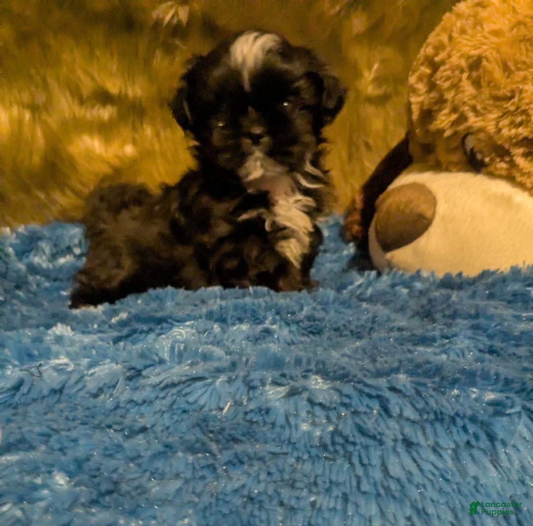Shih Tzu dogs for sale: Tiny Jetta - Image 7