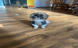 Shih Tzu dogs for sale: Coco - Image 5