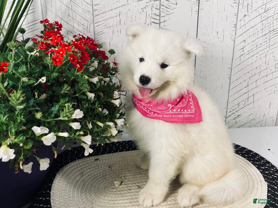 Samoyed dogs for sale: Chloe - Image 5