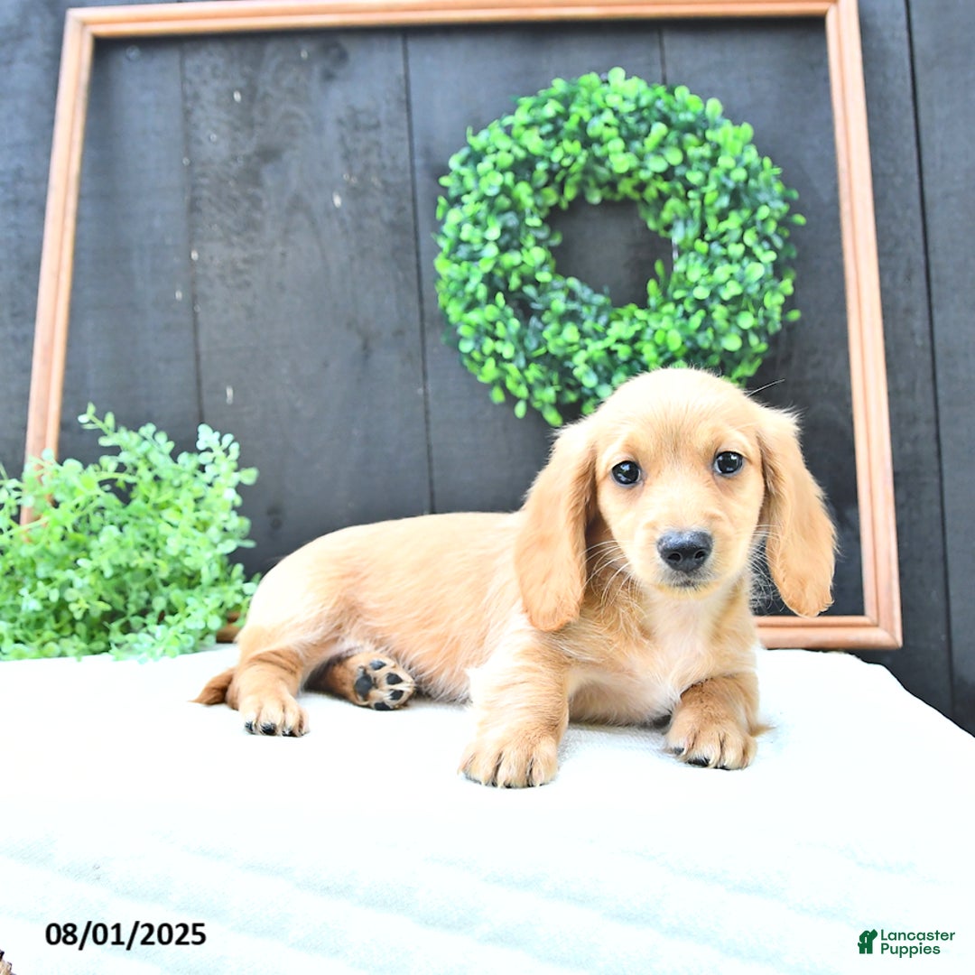 Dachshund dogs for sale: Benson - Image 4