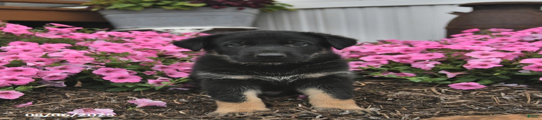 Joe