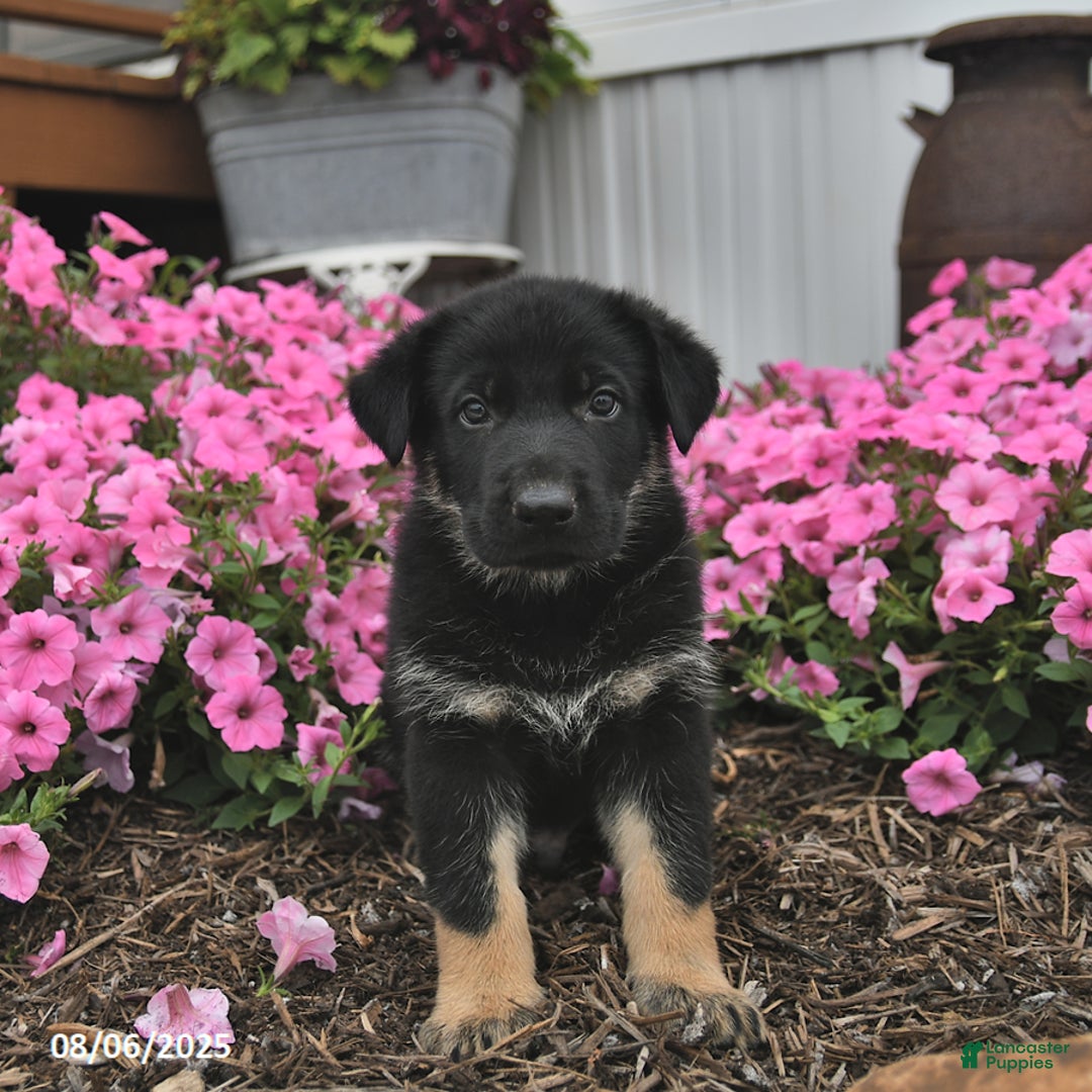 German Shepherd dogs for sale: German Shepherd 5 puppies - Image 6