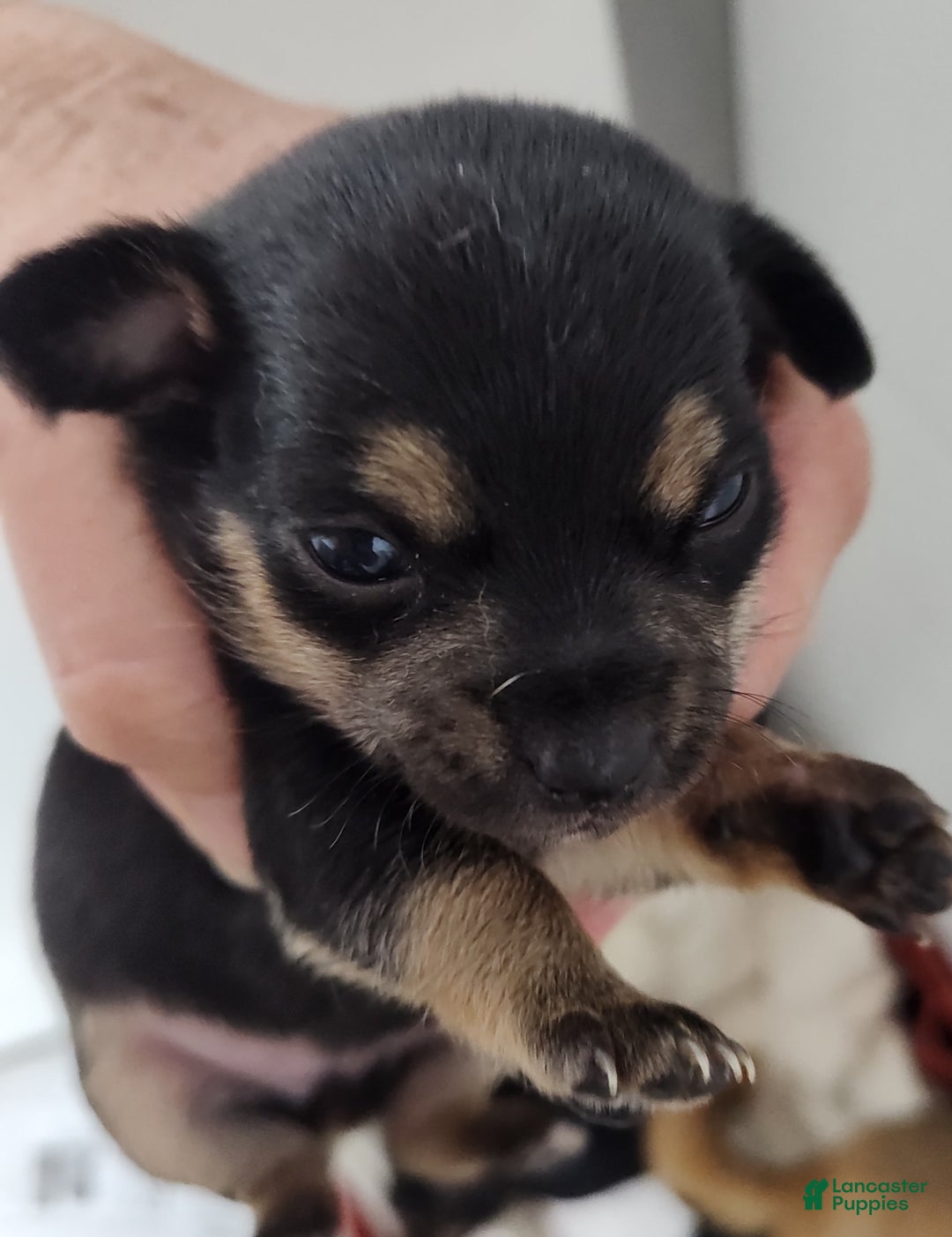 Pomeranian dogs for sale: Lilly Pad - Image 9