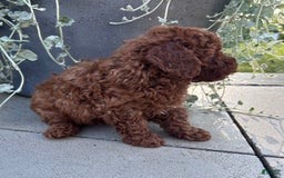 Toy Poodle dogs for sale: Jax - Image 3