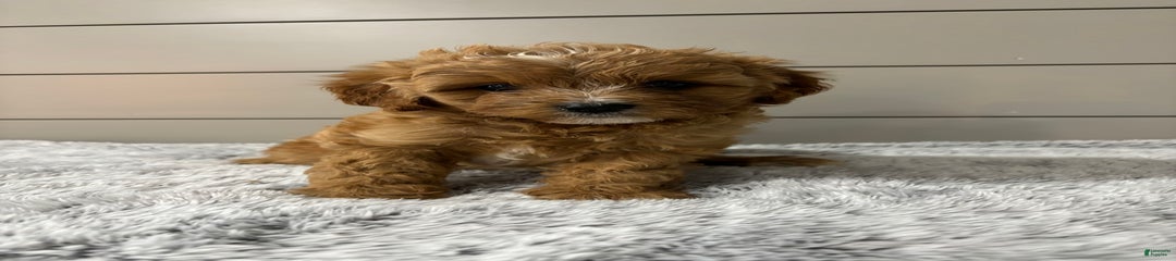 Teddy