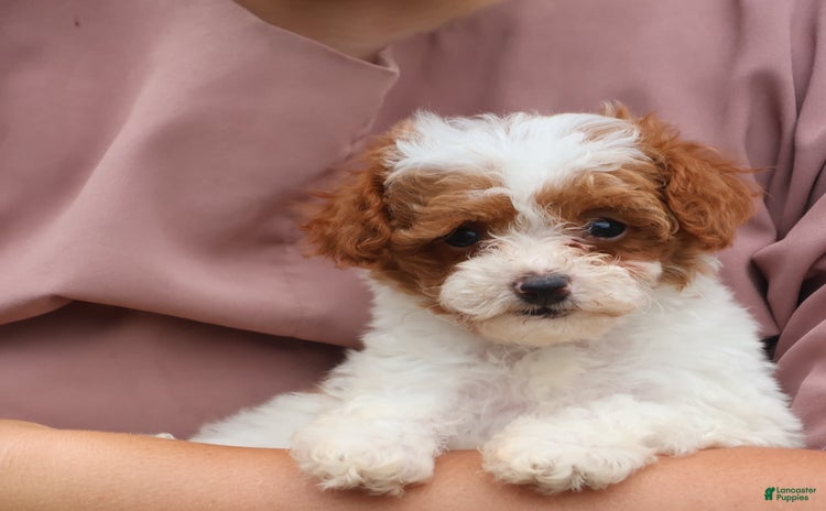 Toy Poodle dogs for sale - Ad 4