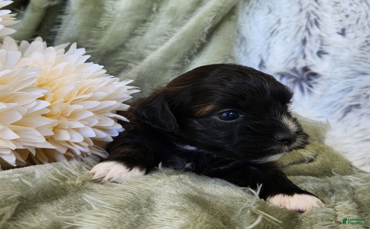 Shihpoo dogs for sale - Ad 1