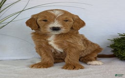 Goldendoodle dogs for sale: Parker - Image 5