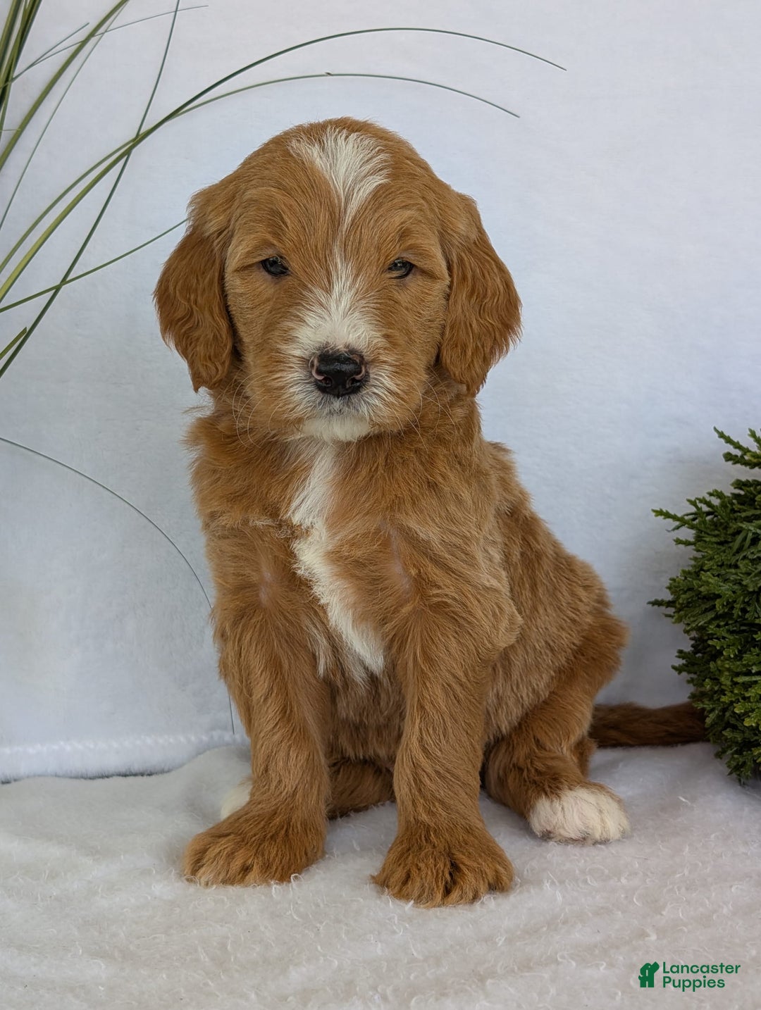 Goldendoodle dogs for sale: Parker - Image 5