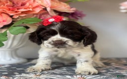 Cocker Spaniel dogs for sale: Lucy - Image 2