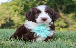 Mini Aussiedoodle dogs for sale: Logan - Image 3