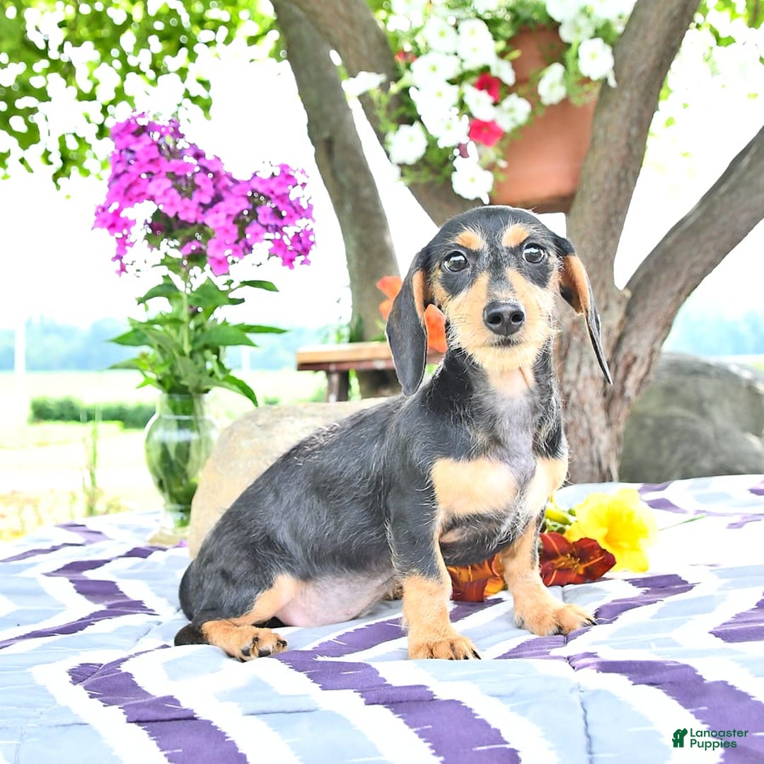 Miniature Dachshund dogs for sale: Cola - Image 18