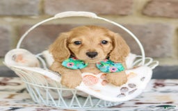 Miniature Dachshund dogs for sale: Wiggles - Image 1