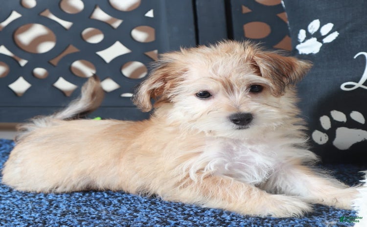 Yochon dogs for sale - Ad 3