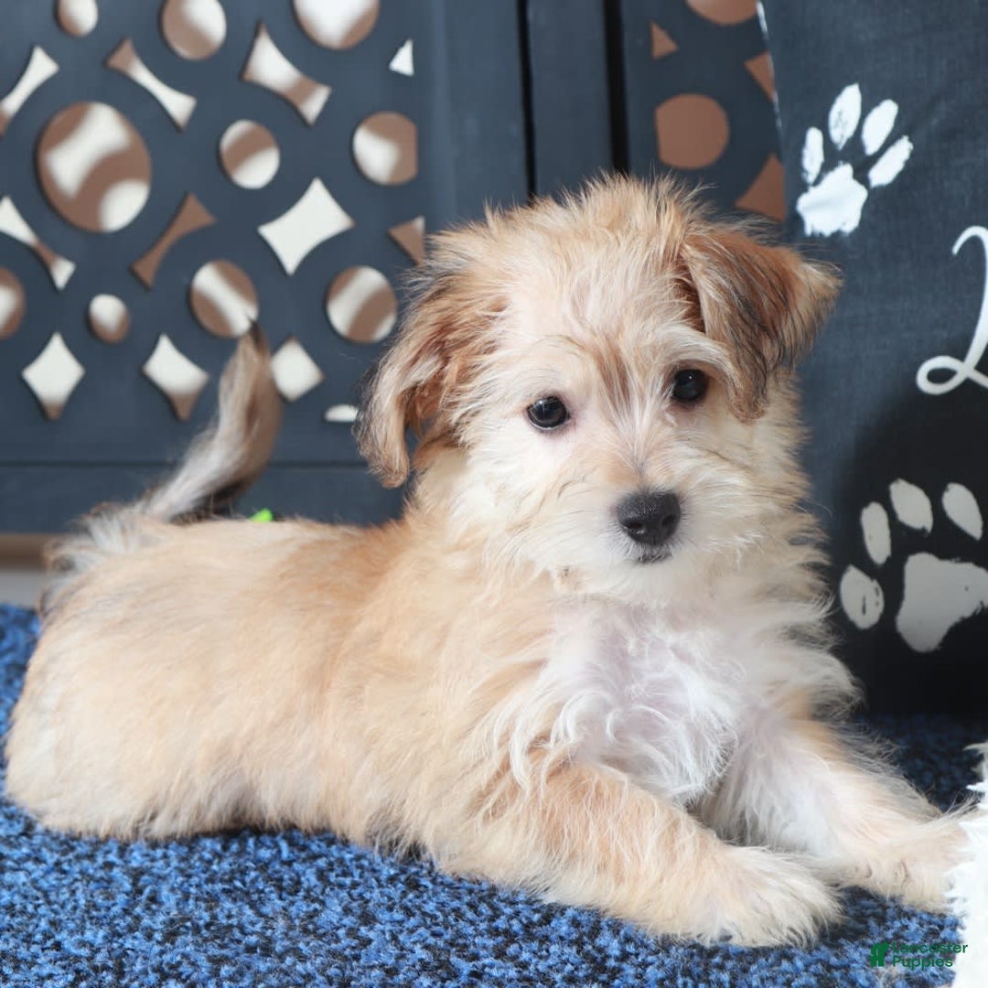 Yochon dogs for sale: Jamey - Image 4