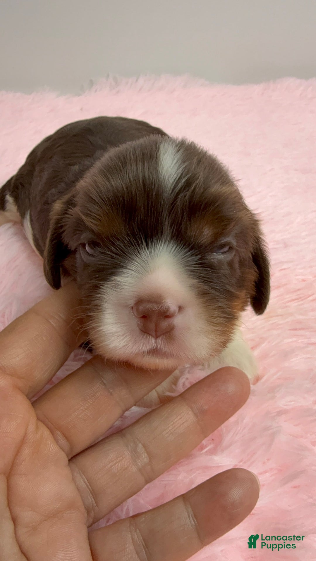 Cavalier King Charles Spaniel dogs for sale: Willow - Image 1