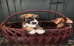 Great Dane dogs for sale: Gunner - Image 1