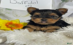 Yorkshire Terrier dogs for sale: Daffodil - Image 2