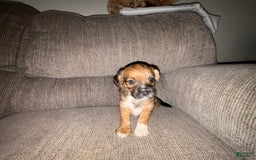 Morkie dogs for sale: Cooper - Image 4
