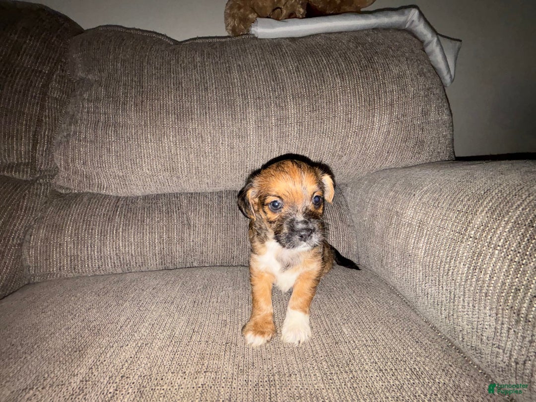 Morkie dogs for sale: Cooper - Image 4