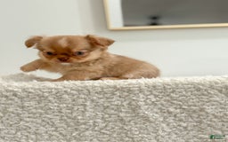 Chihuahua dogs for sale: Snickers - Image 10