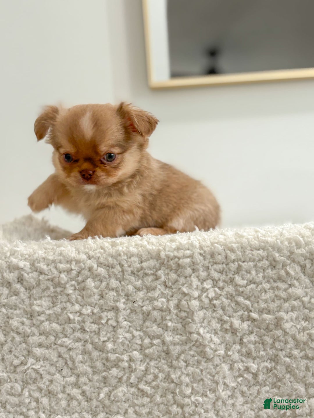 Chihuahua dogs for sale: Snickers - Image 10