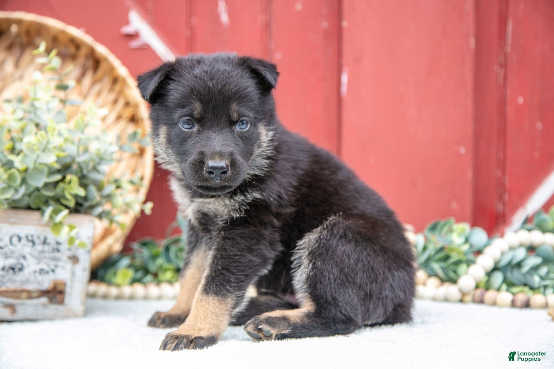German Shepherd dogs for sale: Shane - Image 4