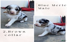 Australian Shepherd dogs for sale: Brown Collar - Image 1