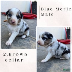 Brown Collar