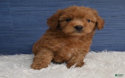 Cavapoo dogs for sale: Dakota - Image 8