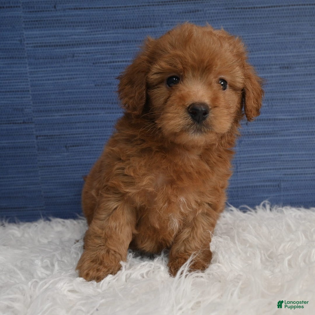 Cavapoo dogs for sale: Dakota - Image 8
