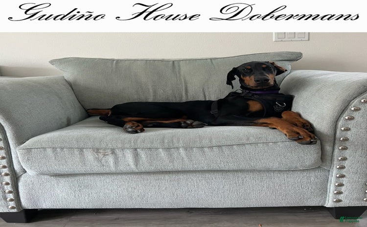 Doberman Pinscher dogs for sale - Ad 2