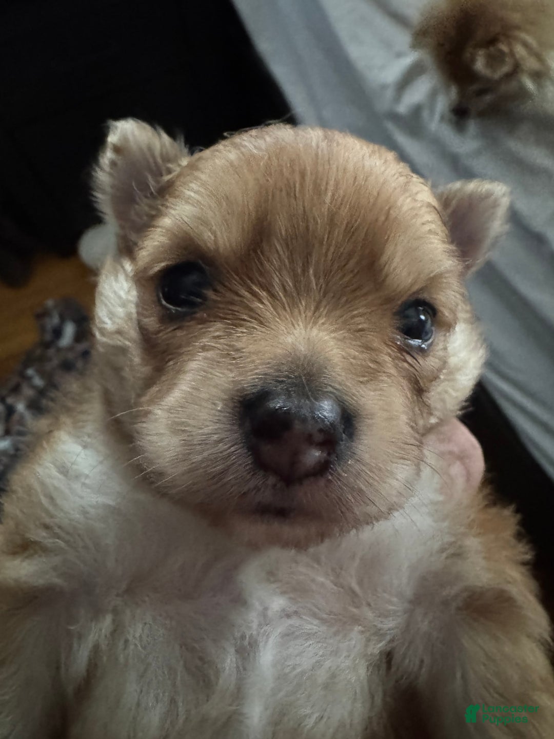 Pomeranian dogs for sale: Jill - Image 1