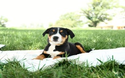 Greater Swiss Mountain Dog dogs for sale: Finn - Image 12
