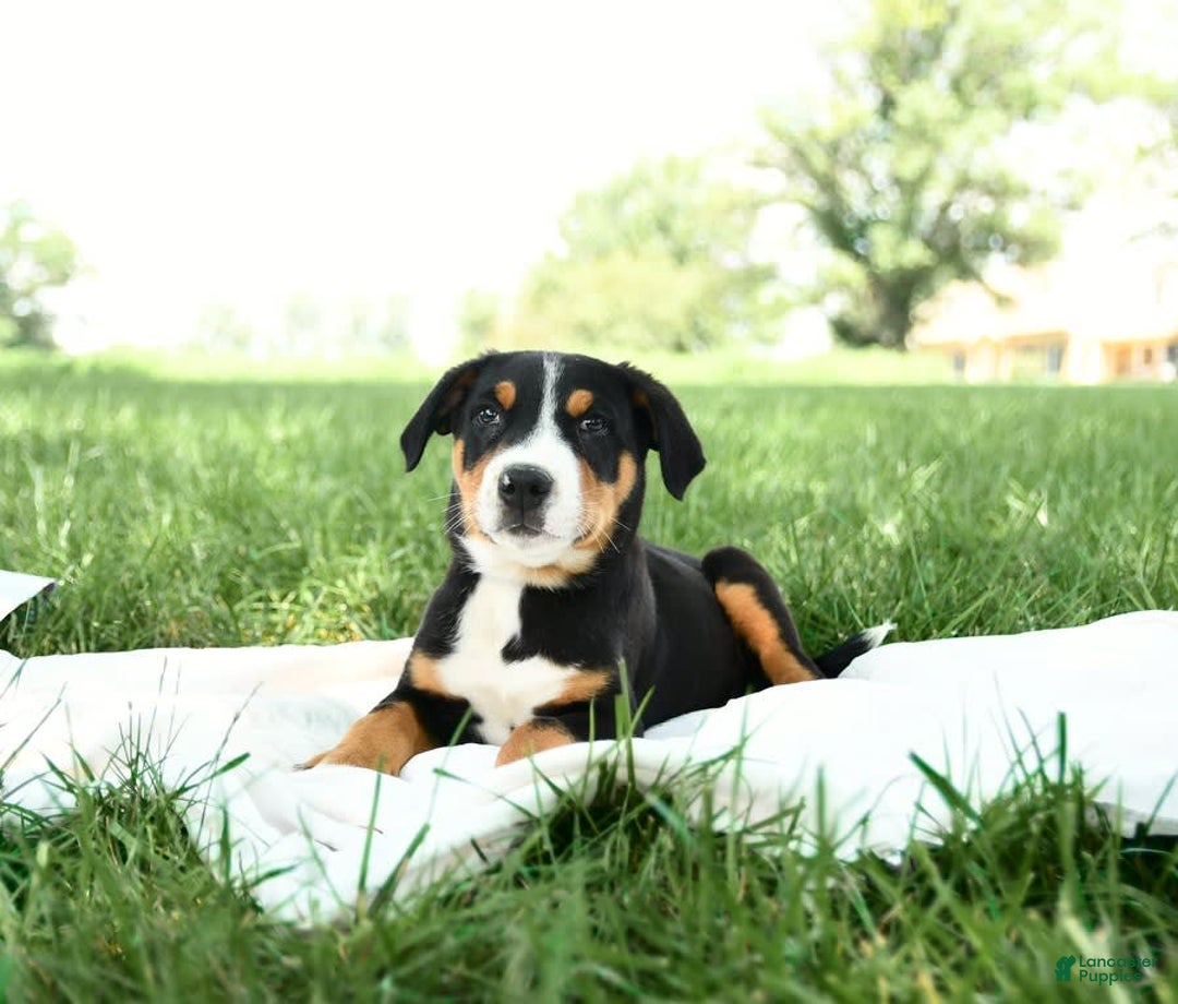 Greater Swiss Mountain Dog dogs for sale: Finn - Image 12