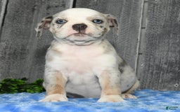 Beabull dogs for sale: Kelly - Image 9