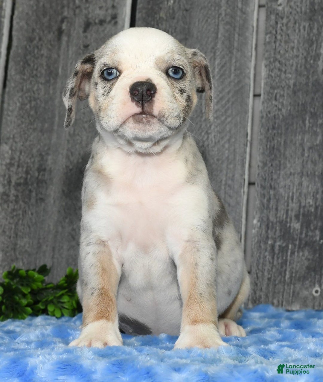 Beabull dogs for sale: Kelly - Image 9