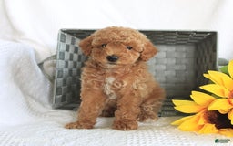 Miniature Poodle dogs for sale: Riley - Image 2