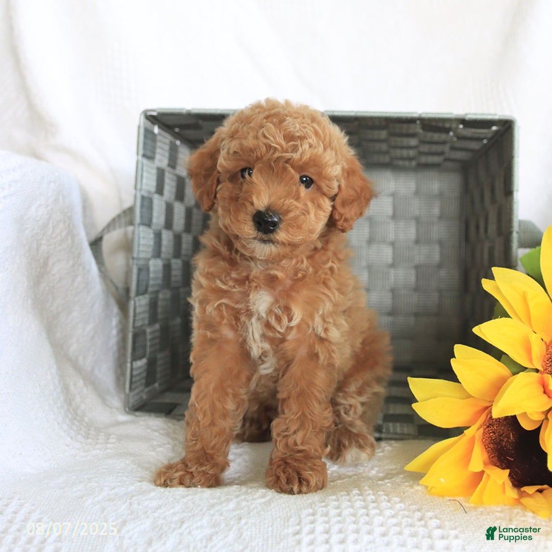 Miniature Poodle dogs for sale: Riley - Image 2
