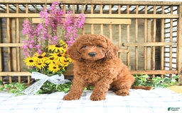 Mini Goldendoodle dogs for sale: Kobey - Image 1