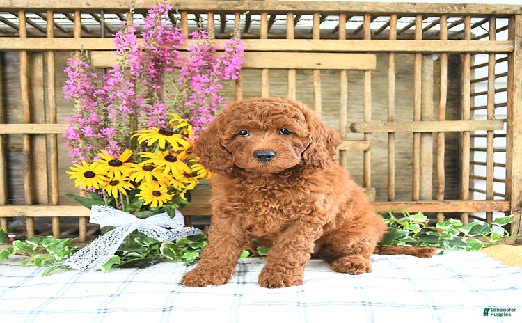Mini Goldendoodle dogs for sale - Ad 1