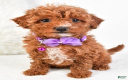 Cavapoo dogs for sale: Glory - Image 3