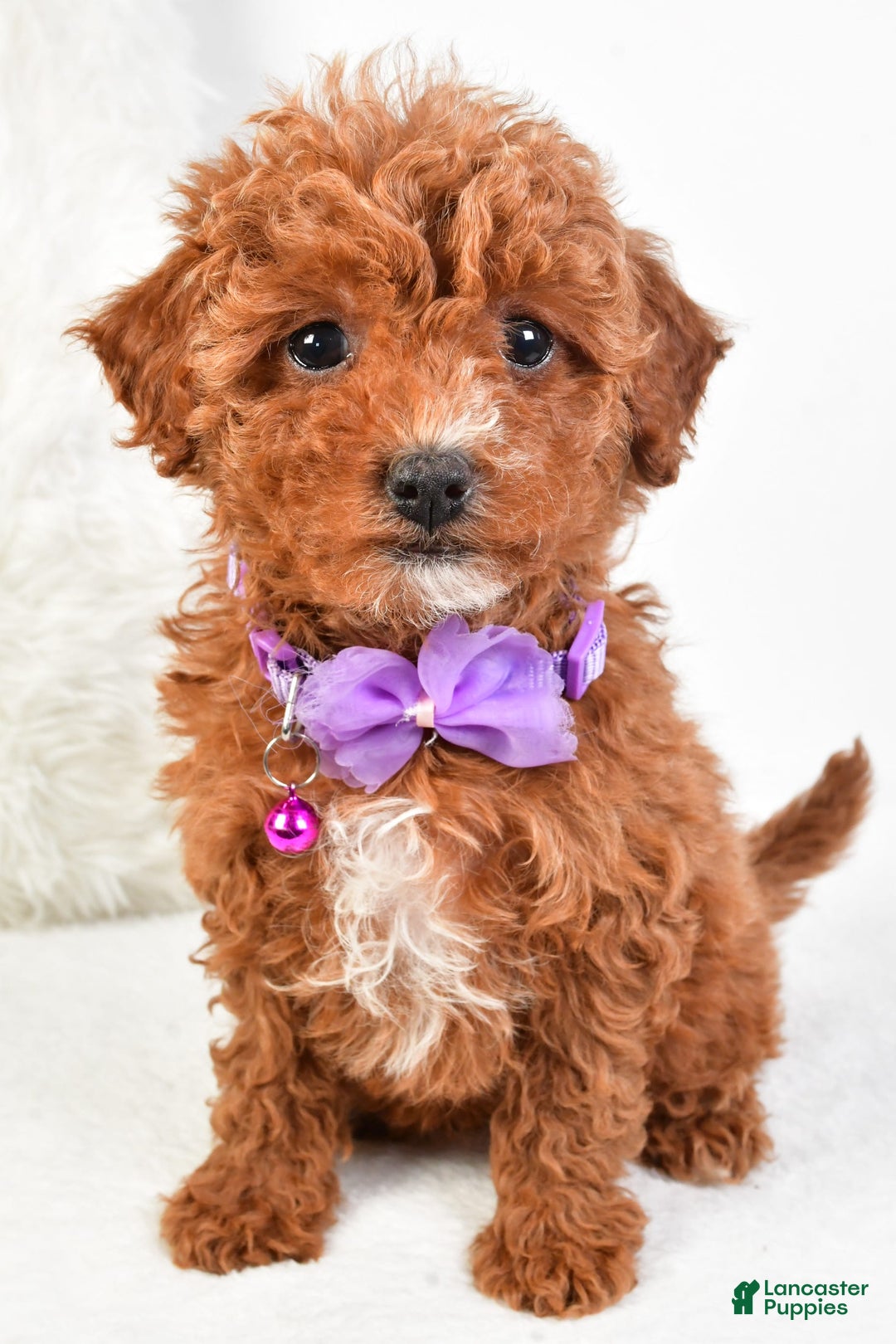 Cavapoo dogs for sale: Glory - Image 3