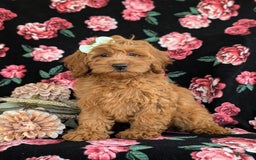 Cockapoo dogs for sale: Elisa - Image 8