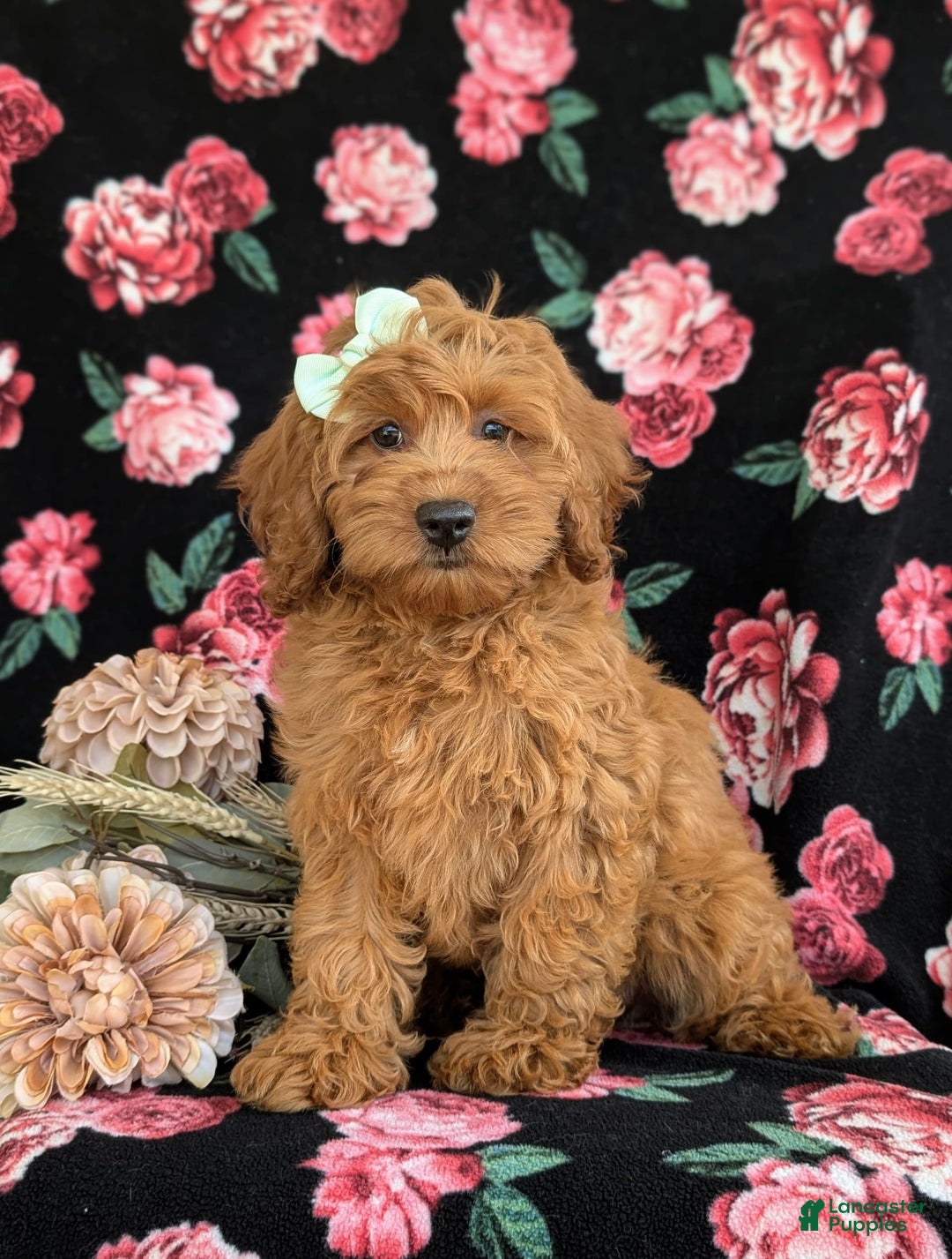 Cockapoo dogs for sale: Elisa - Image 8