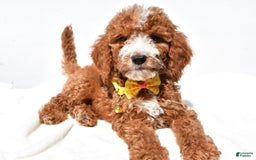  dogs for sale: Mini Goldendoodle 7 puppies - Image 5