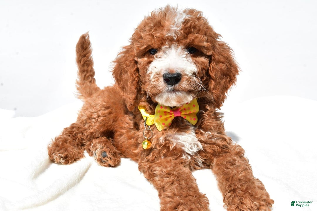  dogs for sale: Mini Goldendoodle 7 puppies - Image 5