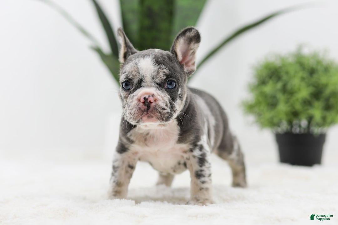 French Bulldog dogs for sale: Peyton - Image 3