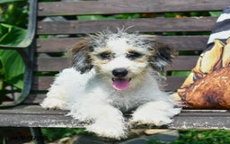 Mini Bernedoodle dogs for sale: Maggie - Image 3