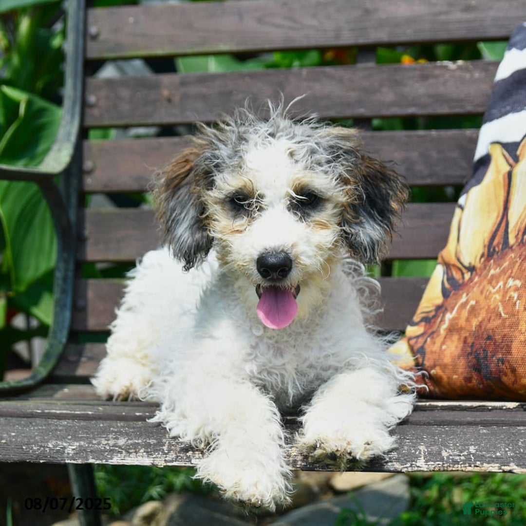 Mini Bernedoodle dogs for sale: Maggie - Image 3